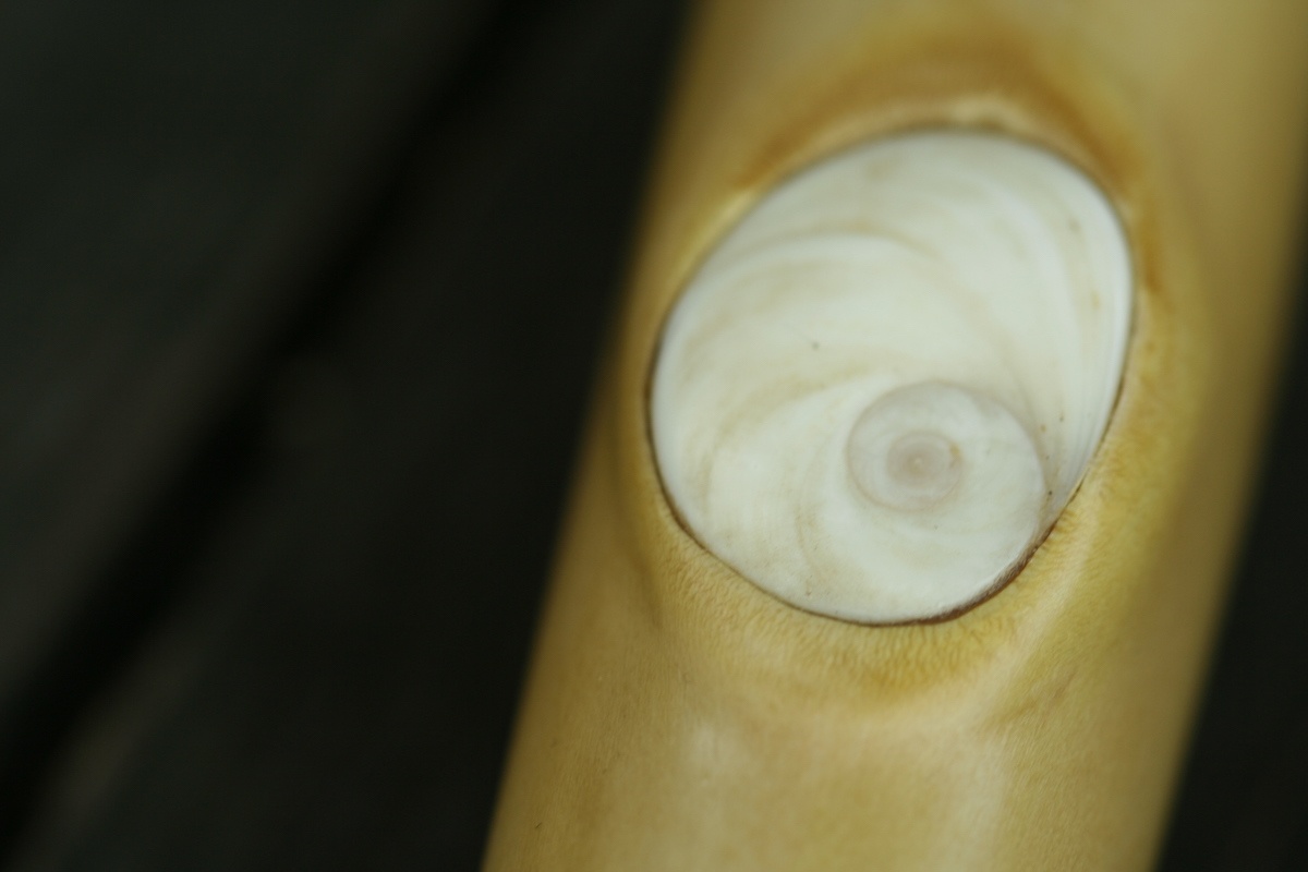 Spiralmuschel in Flöte